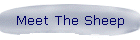 Meet The Sheep