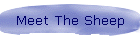 Meet The Sheep